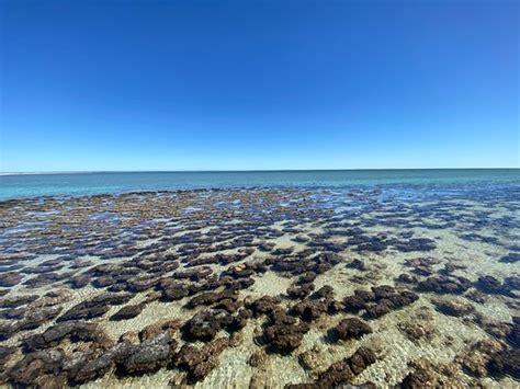 Stromatolites Of Shark Bay Denham 2020 All You Need To Know Before