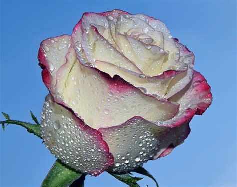 Ingyenes Képek Természet Kivirul Virág Virágszirom Rózsaszín