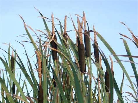 Free Stock Photo 96 Bullrushes4016 Freeimageslive