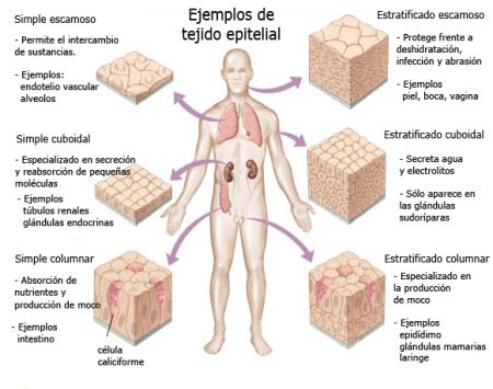 Cuántos tipos de tejido hay en el cuerpo humano Curiosoando