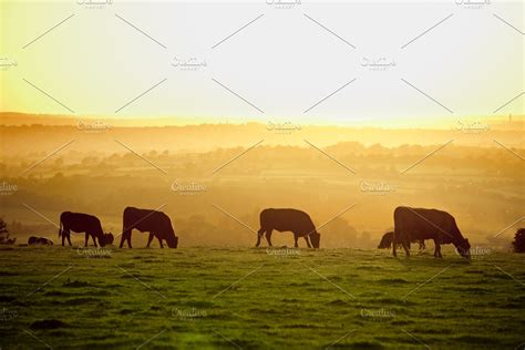 Cattle At Sunset Artofit
