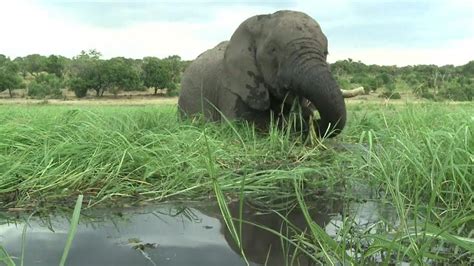 Cause Of Death Found For 300 Elephants In Botswana Youtube