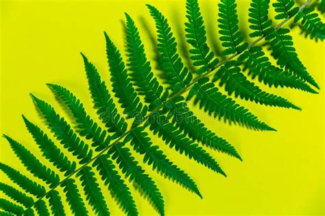 Fern Leaves On Yellow Background Stock Photo Image Of Exotic Fern