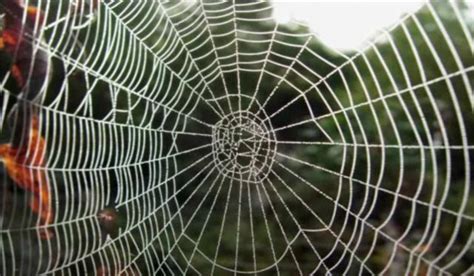 Der web.de mailcheck informiert sie direkt im browser über neue mails, egal wo sie im internet gerade unterwegs sind! Making Stuff (into freaky spider-goat hybrids) | Science Buzz