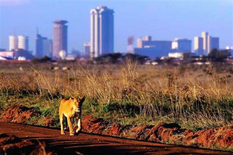 Nairobi National Park Full Or Half Day Tour With Guide Getyourguide