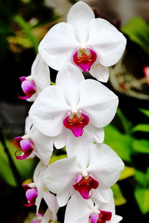 Orchid By Shingan Photography Unusual Flowers Amazing Flowers My Flower Flower Garden