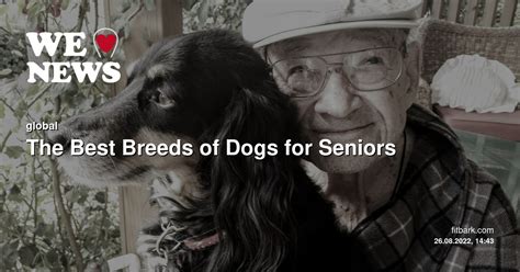 Global The Best Breeds Of Dogs For Seniors We Love News