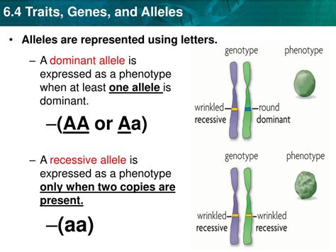 What Are Dominant And Recessive Alleles Facts Images And Photos Finder