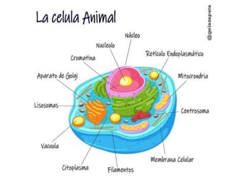 Partes De La CÉlula Animal Y Sus Funciones ¡resumen Con Esquemas