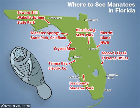 Where To See Manatees In Florida Travel For Wildlife