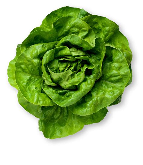 Butter Lettuce What Is Butter Lettuce Nutrition Info And Pictures