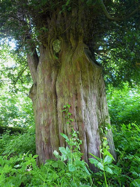 Oldest Trees Najstarsze Drzewa Cis W Bystrzycy Yew In Bystrzyca