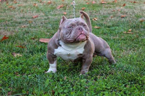 American bully litter of puppies for sale in manhattan, ks, usa. Subcompact Bullies: Micro Exotic Bully Breeder | Virginia