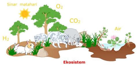 Apa Itu Ekosistem Simak Pengertian Komponen Dan Jenis Jenis Ekosistem