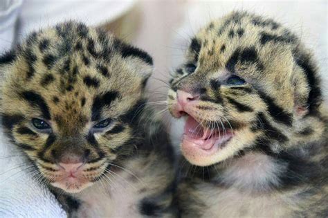 Newborn Snow Leopard Cubs