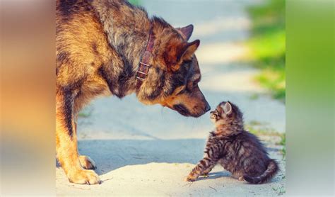 I have to announce that i have just been informed that i have been . Introducing a New Cat To Your Dog - Encouraging Harmony ...