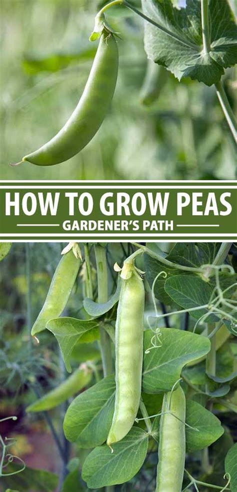 Learn How To Plant And Grow Peas At Home Gardeners Path Growing