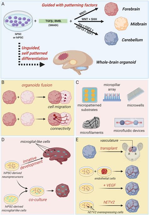 Frontiers Brain Organoids As Model Systems For Genetic