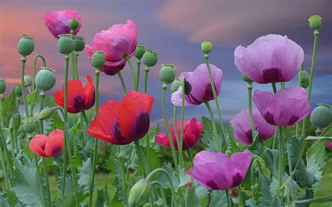 Hd Wallpaper Flowers Poppies Pink Red And Purple Flowers Blossom
