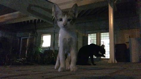 Feral Kittens In The Street Youtube
