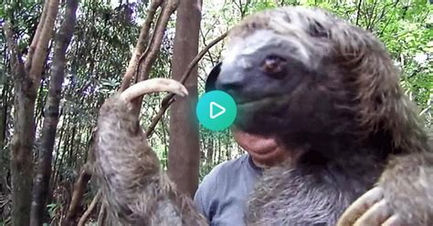 An Old Sloth Notices The Camera  On Imgur