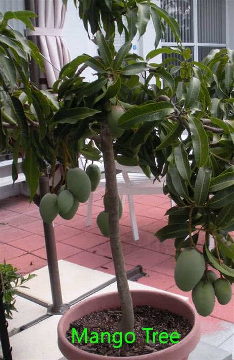 10 Best Fruits To Grow In Your Pots Home Gardeners