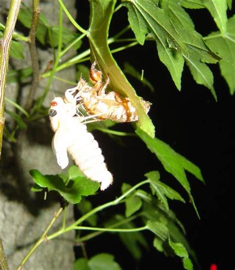 The 2021 cicadas, known as brood x, are the biggest of the 15 known periodical cicada broods. Brood X Cicadas: Cicada