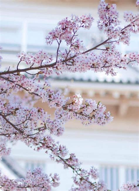 10 Dreamy Places To See Cherry Blossoms In Taiwan In 2024 • Hoponworld