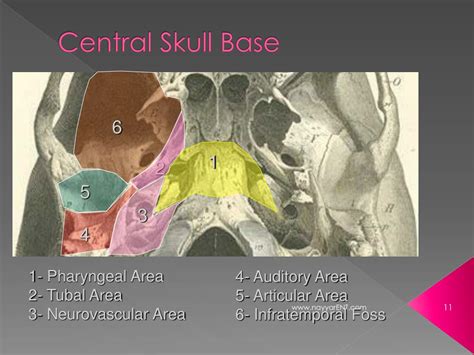 Ppt Surgical Anatomy Of Skull Base Powerpoint Presentation Free