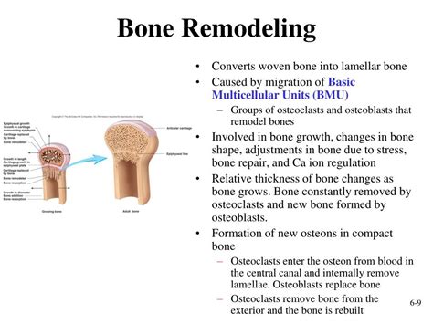 Ppt Growth In Bone Length Powerpoint Presentation Free Download Id