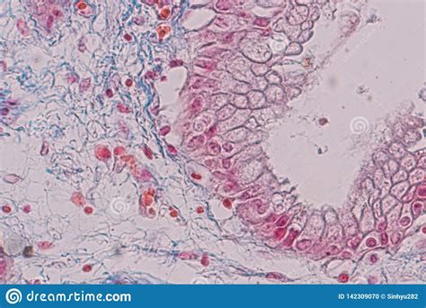 Simple Columnar Epithelium Under Microscope