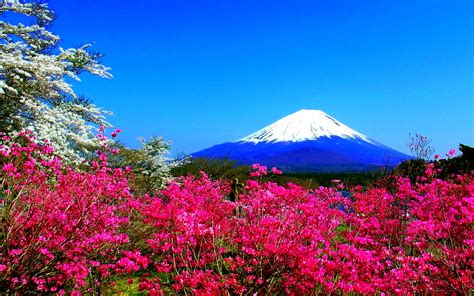 Spring in Japan Wallpapers HD free download | PixelsTalk.Net