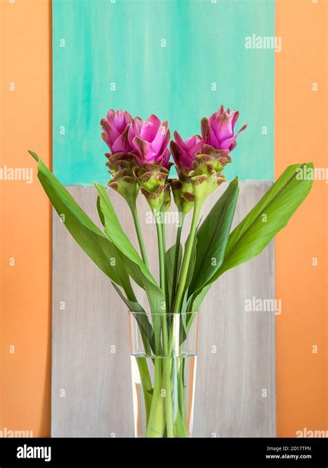 Purple Turmeric Flowers On Orange Background Stock Photo Alamy