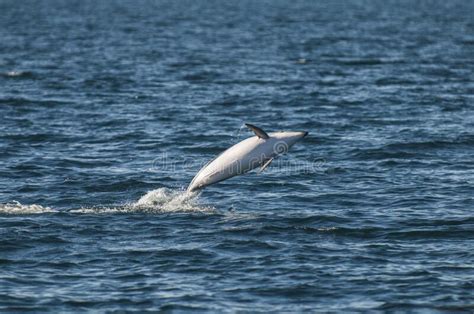 Dusky Dolphin Jumping Peninsula Valdes Stock Image Image Of Site