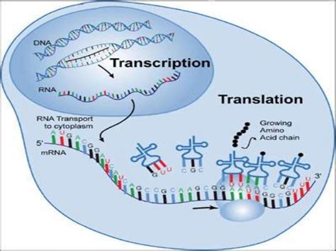 Transcription Translation And Mutations Diagram Quizlet