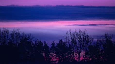 2560x1440 Clouds Forest Landscape Lilac Purple Serene Sunrise Sunset
