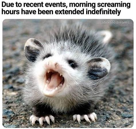50 Wholesome Opossum Memes To Share With Your Pet Gallery Ebaums World