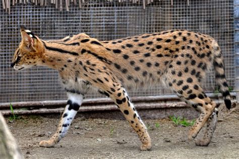 10 Huge Big Largest Cat Breeds In The World Just 4 Pet