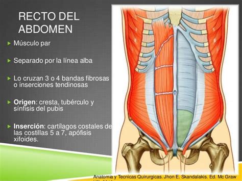 Anatomia Y Hernias De Pared Abdominal