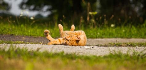 If your cat has kidney stones and appears to be experiencing paralysis, waste no time in seeking veterinary attention. Kidney Stones in Cats: Causes, Symptoms & Treatment