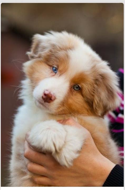 1000 Images About Australian Shepherd On Pinterest Aussie Puppies