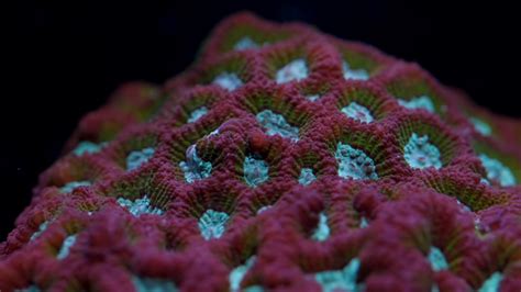 Favia Closed Brain Coral Care Tips