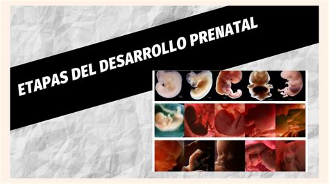 Etapas Del Desarrollo Fetal By Veronica Guilcapi Sexiz Pix