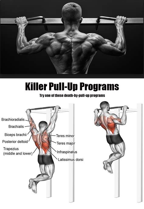 Pull Ups Muscles Worked Chart