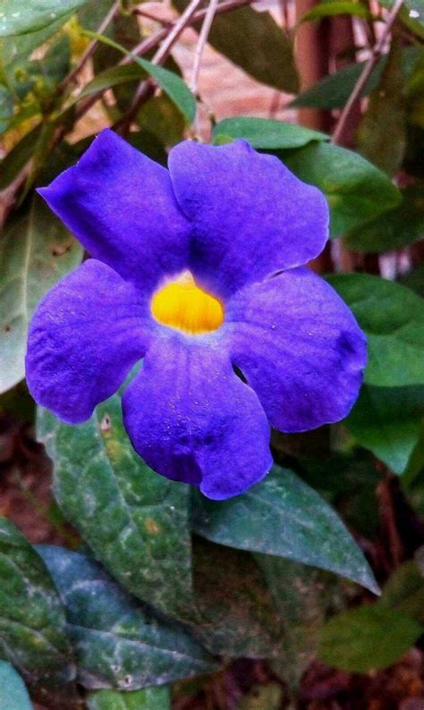 15 Gambar Bunga Biru Cantik Galeri Bunga Hd