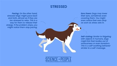Dog Body Language How To Speak Canine Science Of People