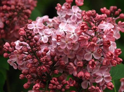 25 Pink Lilac Seeds Tree Fragrant Hardy Perennial Flower Shrub Bloom