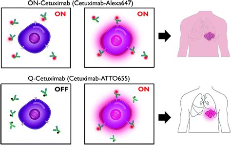 Quenched Cetuximab Conjugate For Fast Fluorescence Imaging Of Egfr