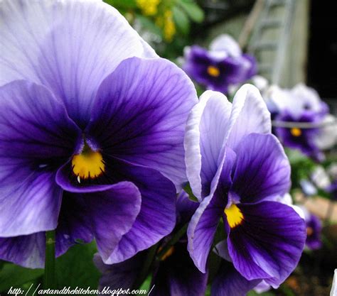 Purple Pansies | Pansies flowers, Beautiful flowers, Pansies