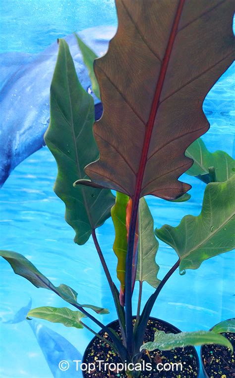 It's very commonly found decorating homes and gardens, as it is suitable for both indoors and outdoors. Alocasia sp., Alocasia, Taro - TopTropicals.com